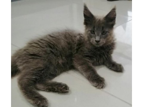 Minik maine coon devler