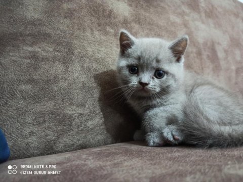 Ücretsiz sahiplendirme british shorthair