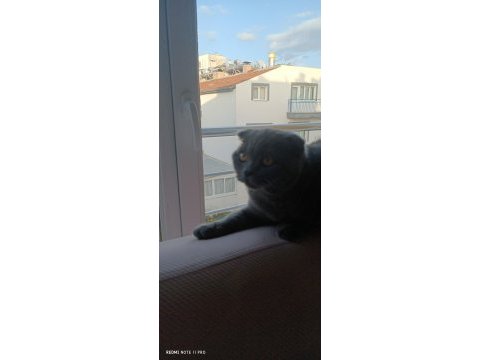 8 aylık uysal eğitimleri aşısı tam scottish fold