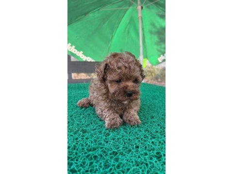 Kore kan toy poodle dişi bebek