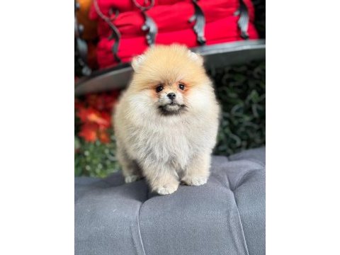 Üretim çiftliğinden orjinal pomeranian boo