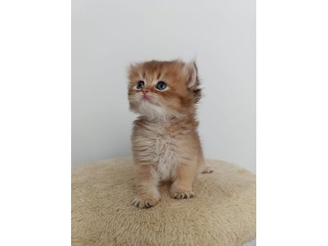 Yakışıklı british longhair yuvasını arıyor