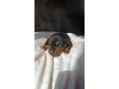 Dachshund sosis yavru