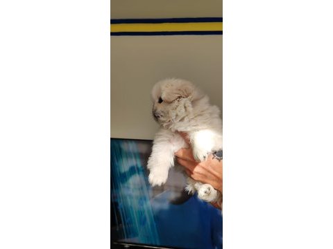 Pekinez yavru erkek köpeğimiz
