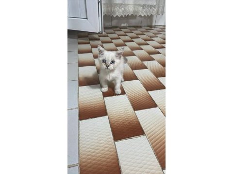 British shorthair mama karşılığı verilcektir