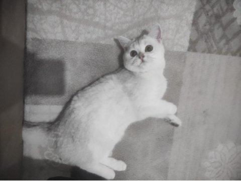 British shorthair 7 aylık dişi