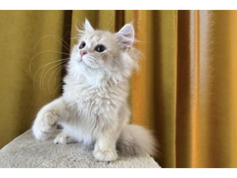 British longhair kedimiz paşa
