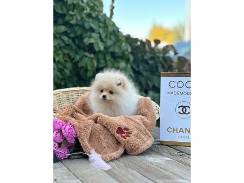 Ankaranın en şirin pomeranian bebekleri