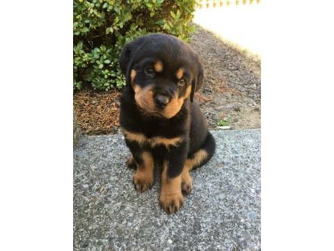 Afacan rottweiler bebekler kapıda ödeme mevcuttur