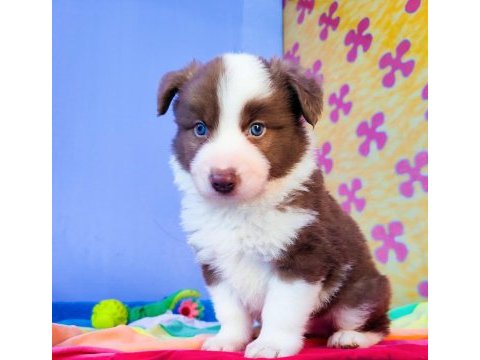Orjinal border collie yavrularımız
