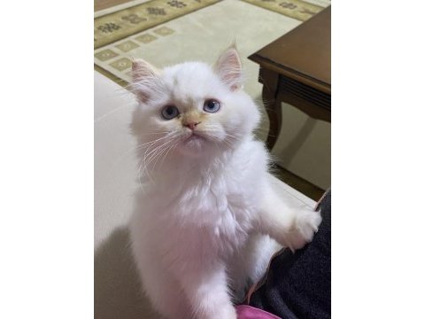 A kalite safkan chinchilla kedim