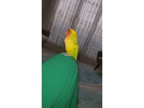 3 yaşında tertemiz erkek kuşumuz