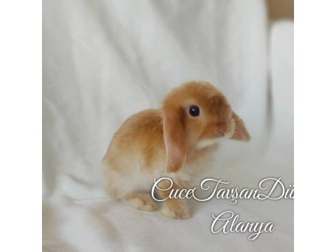 Cüce lop miniatur lop cüce tavşan çiftliği