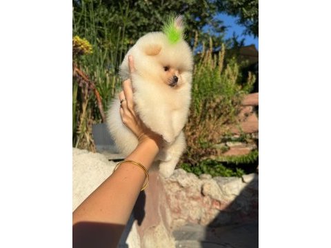 Mükemmel korekan teacup pomeranian boo