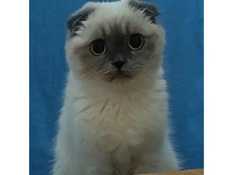 Kızımıza erkek safkan scottish fold blue point arıyoruz