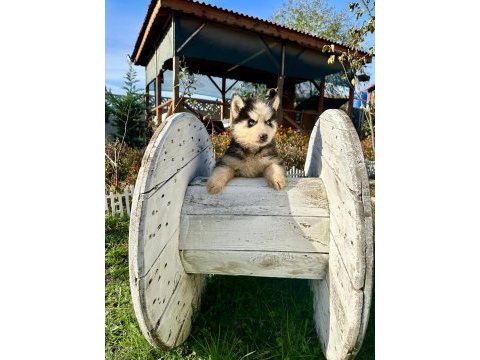 Show kalite husky arayanlara özel
