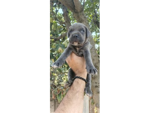 Asalet ve güç bir arada blue cane corso yavruları