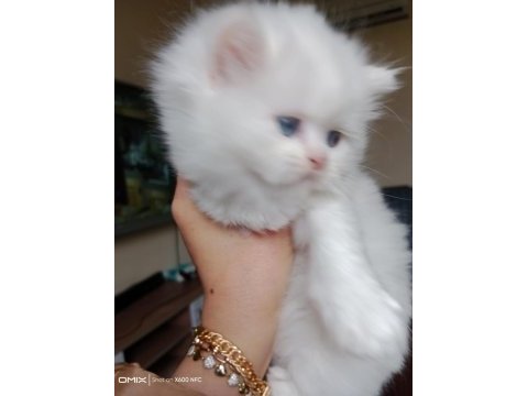 Muhteşem kalite scottish fold longhair ns1133