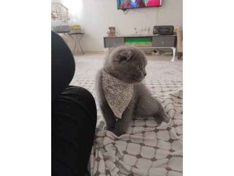 Acil yuva scottish fold kedimize