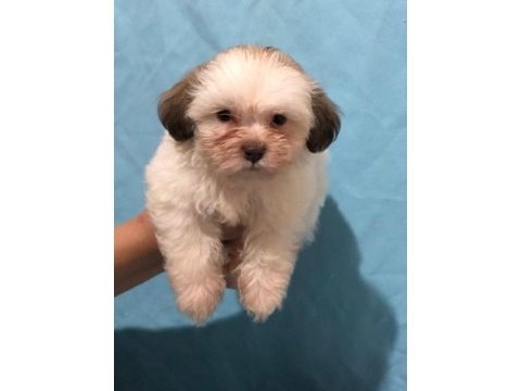 Efsane güzellikte shih tzu bebekler