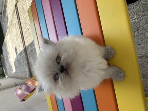Top kafa british longhair blue point