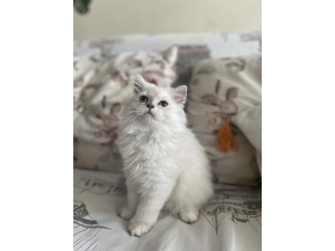 Dişi british longhair 4 aylık
