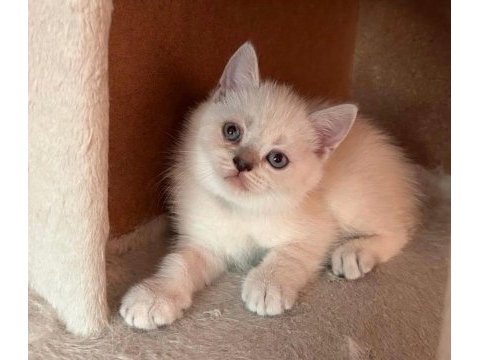 Teslime hazır uygun british shorthair bebekler