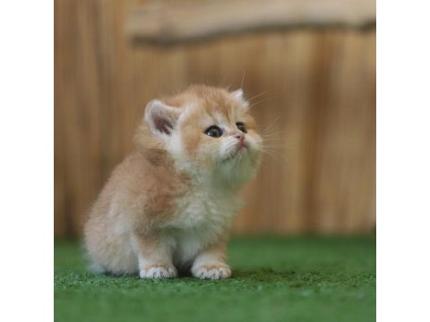 Safkan british shorthair golden ny12