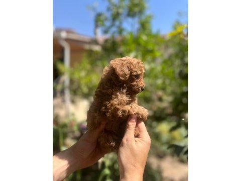 Red brown toy poodle