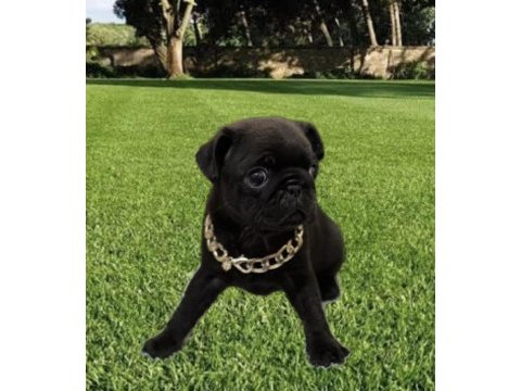 Dişi pug mops
