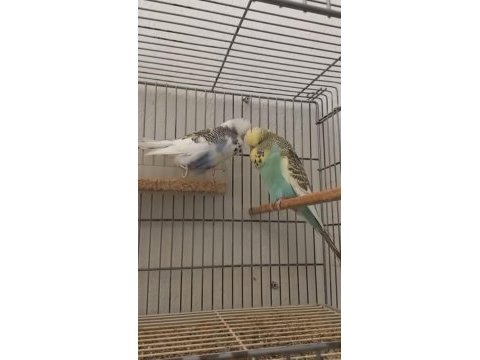 Show jumbo takım hazır muhabbet eşler yavru alındı