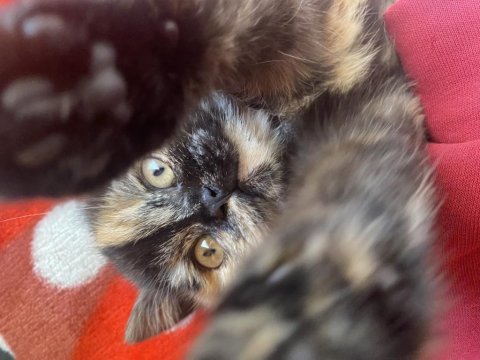 Tortoiseshell kedimiz