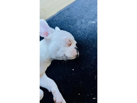 Bembeyaz tatlı french bulldog