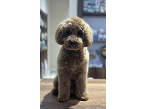 5.5 aylık toy poodle