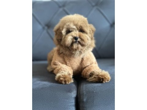 Dişi toy poodle yavru