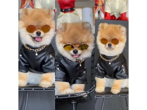 Yavru pomeranian köpeğimiz