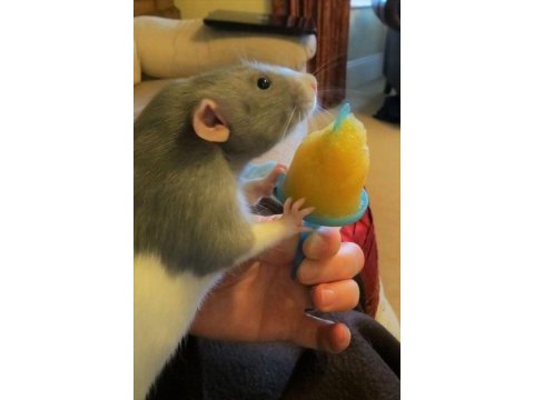 Rat - dumbo rat yavrular ve malzemeleri adrese teslim var