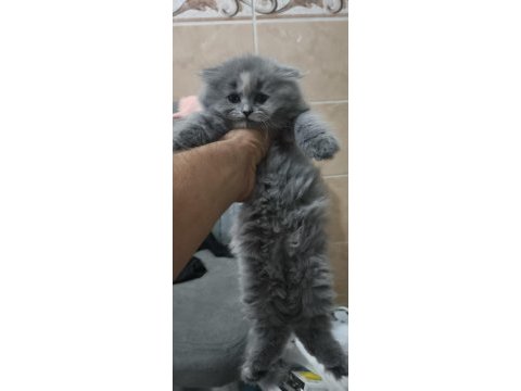 14 haziran doğumlu longhair scottish fold