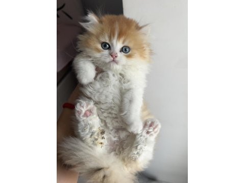Blh ny1203 erkek british longhair kardeşler