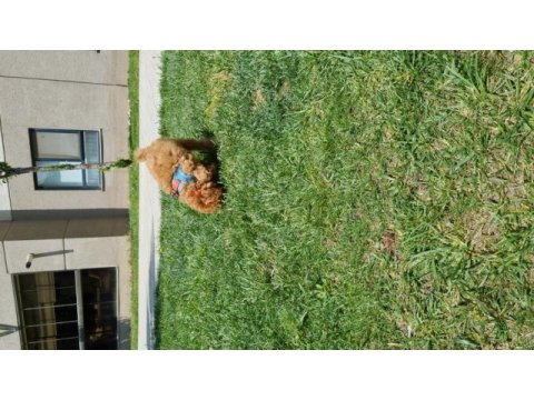 3 aylık aşıları tam tuvalet eğitimli dişi köpeğimiz