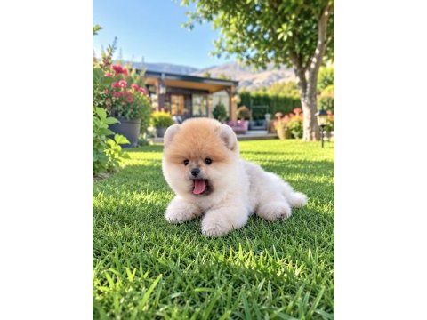 Teddy bear orange pomeranian boo ayı yavrusu