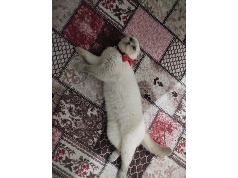 Kedimizi sahiplendirme