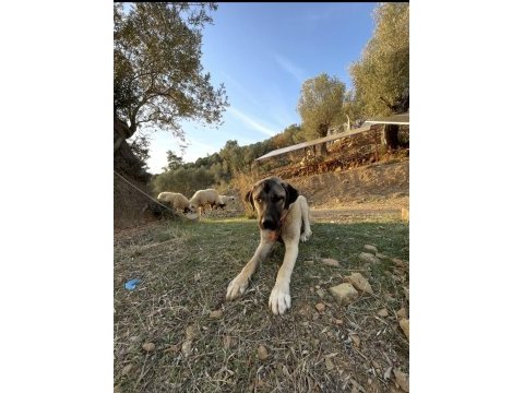 Köpeğimiz fazlalıktan dolayı