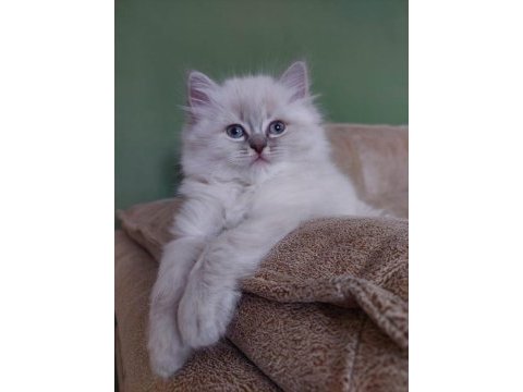 3 aylık erkek british longhair