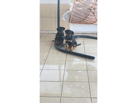 Rottweiler yavruları