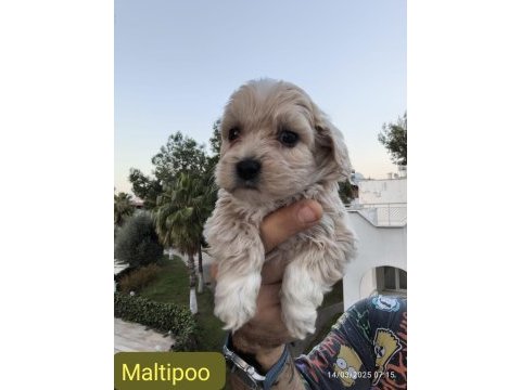 Maltipoo köpeğimiz