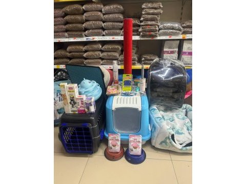 Sütten kesilmiş siyam mavi göz