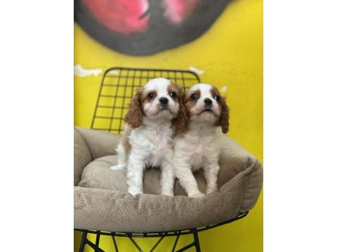 Dünya tatlısı cavalier king charles bebeklerimiz