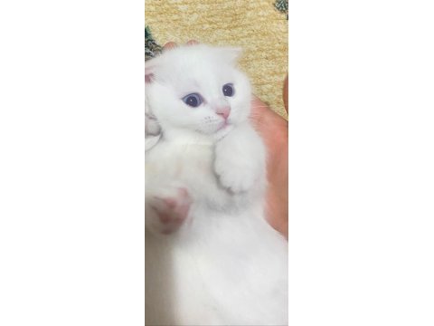Scottish fold paşam uyguna verilecek