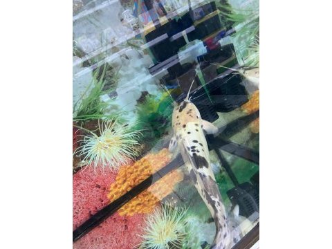 Erkut pet'den benekli clarias kedi balığı